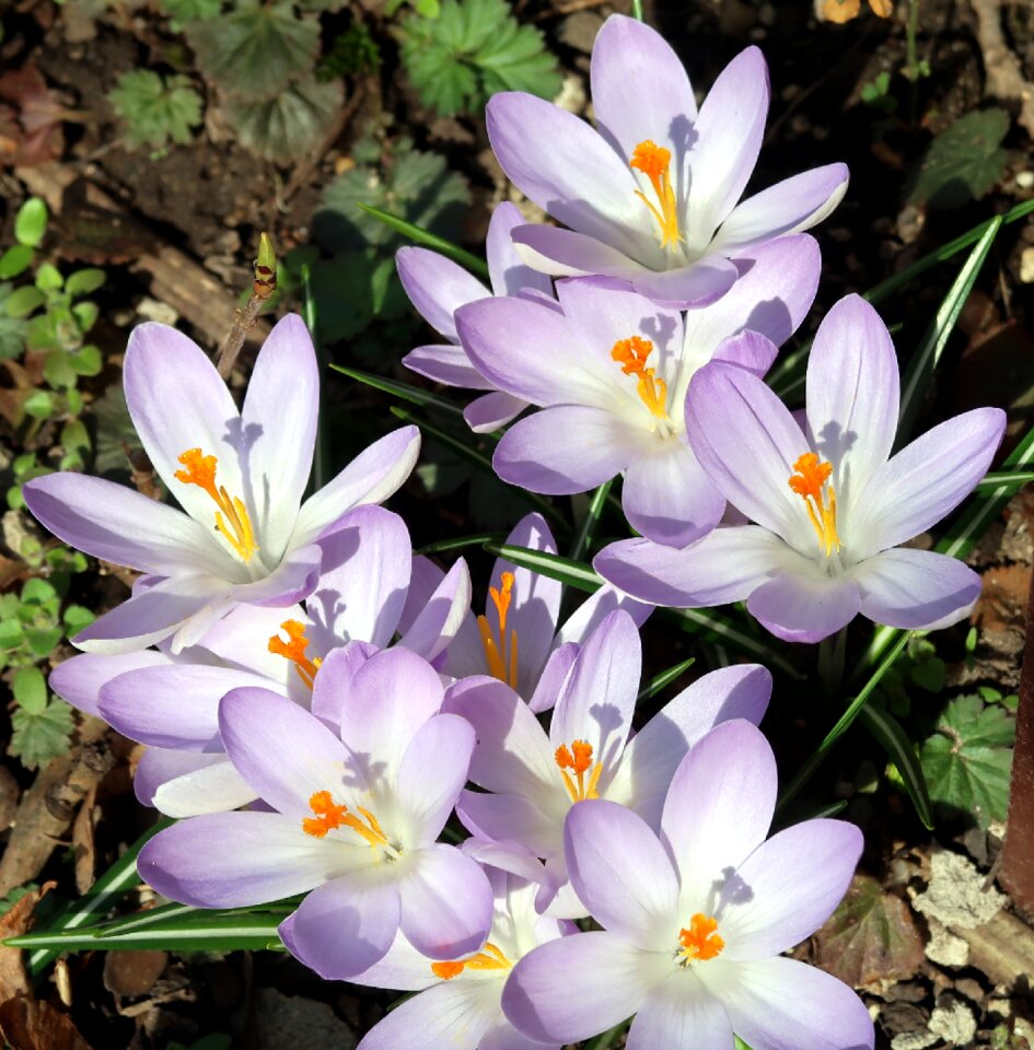 Plant petal floral