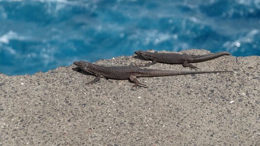 Animal reptile canary islands