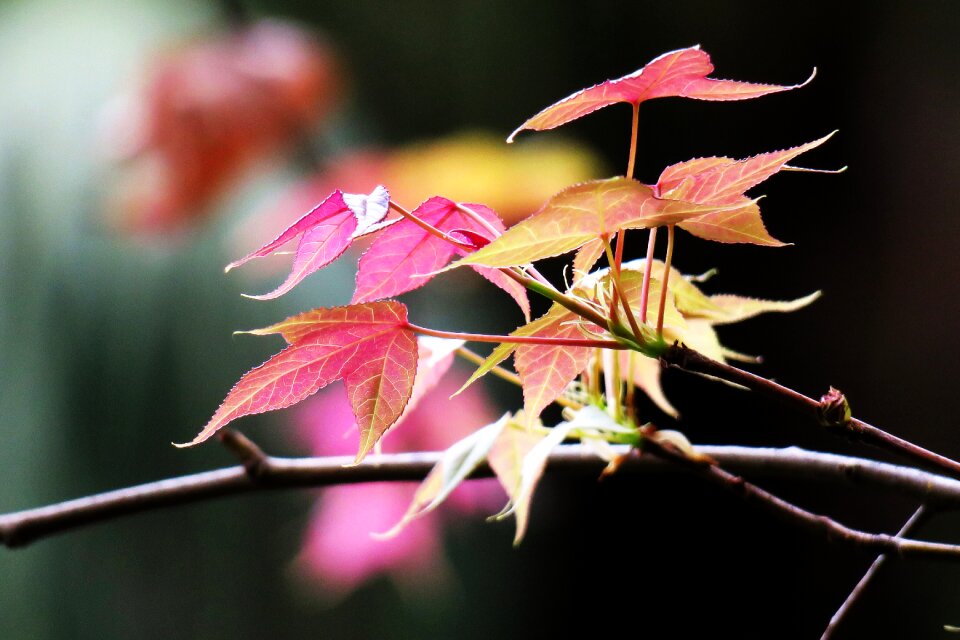 Flower garden tree