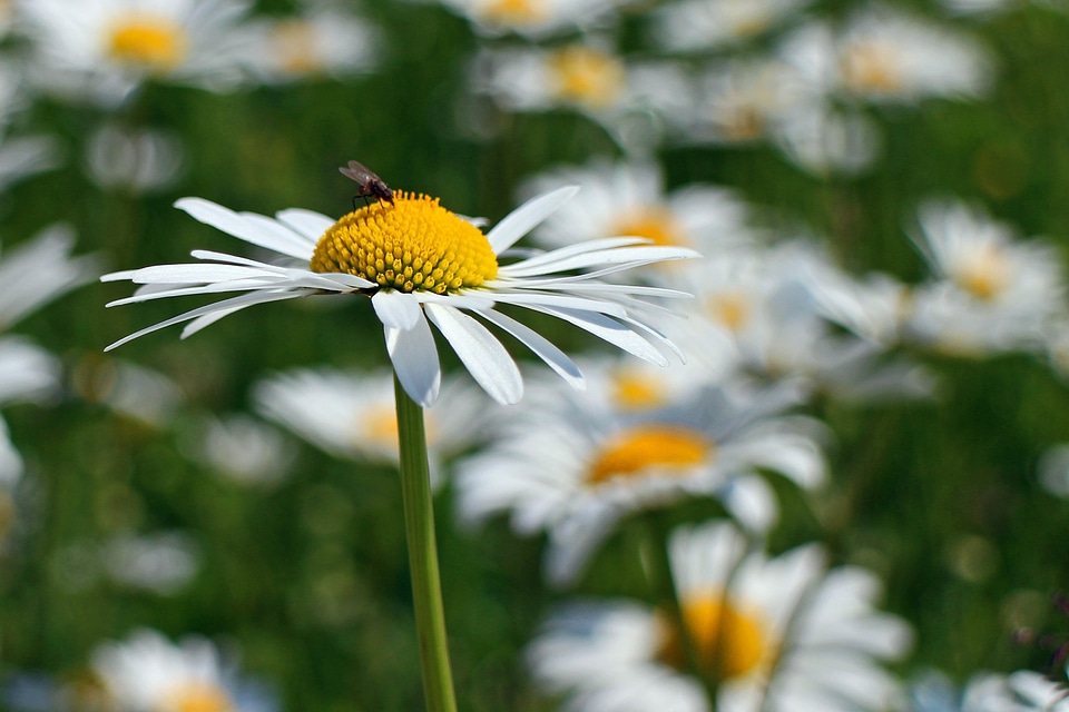Bloom white wild flowers