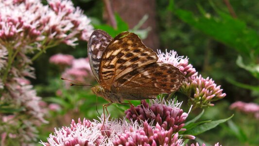 Butterfly insect butterflies photo