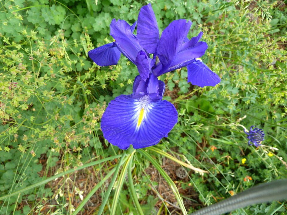 Summer iris aragon
