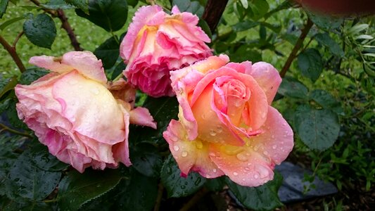 Plant leaf rosebush