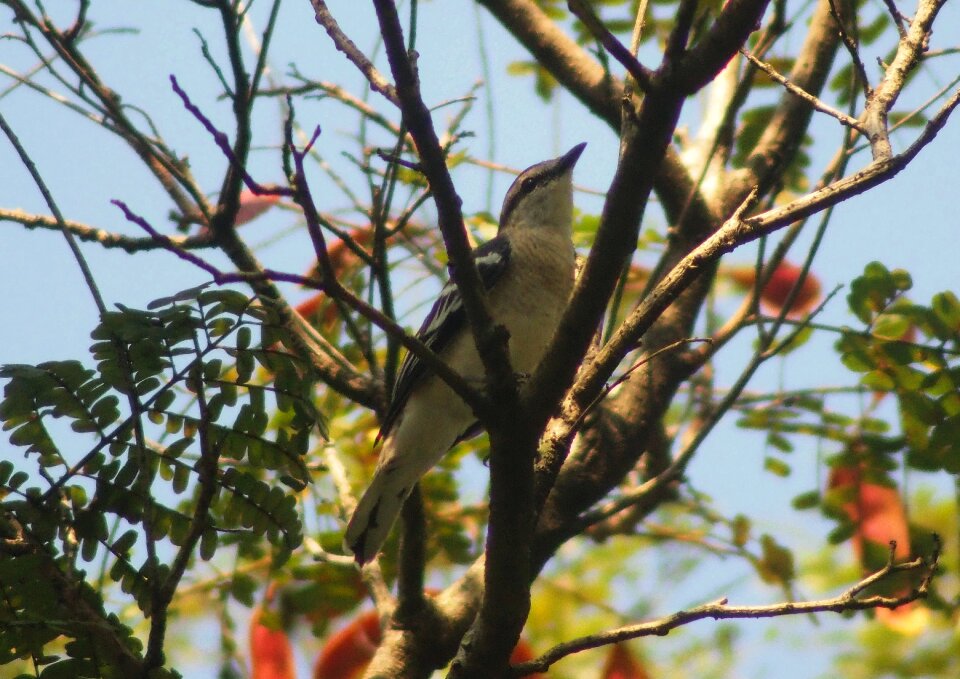 Bird branch wildlife