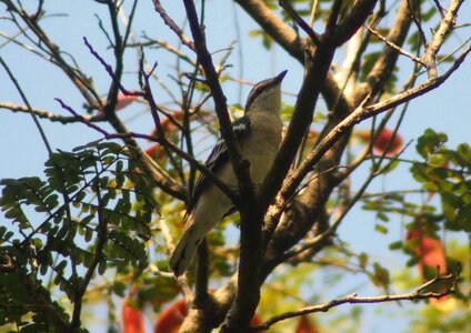 Bird branch wildlife