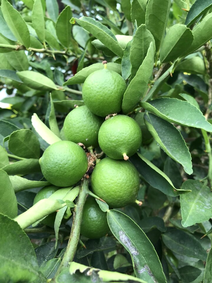 Plant nature lemon