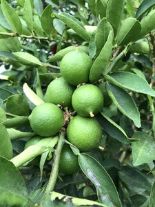 Plant nature lemon