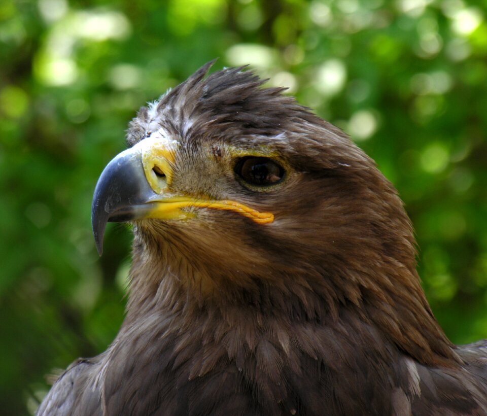 Bird falcon portrait