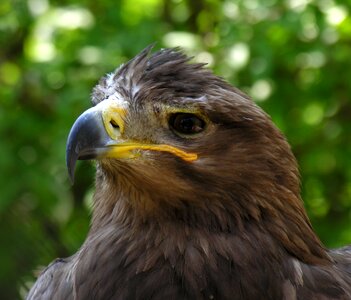 Bird falcon portrait photo