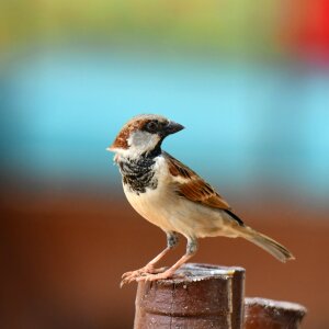 Nature sparrow outdoors photo