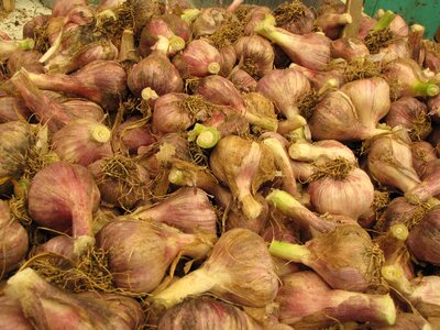 Root market