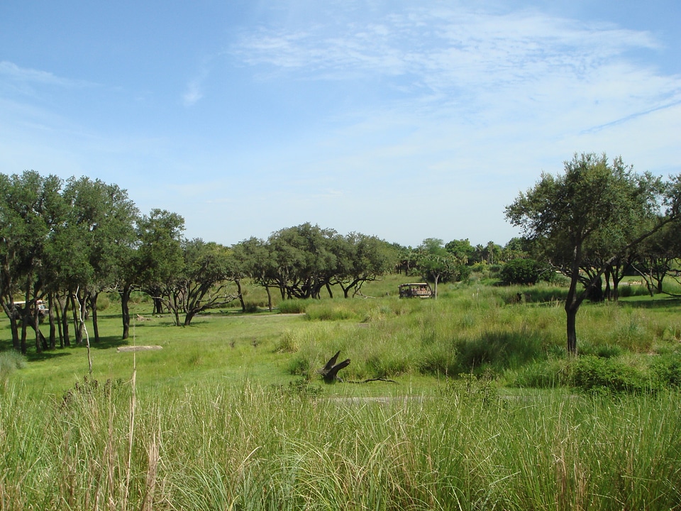 Meadow nature rural