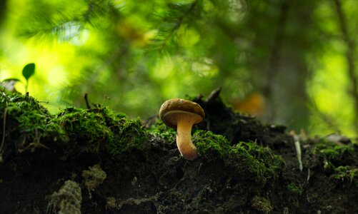 Outdoors mushroom