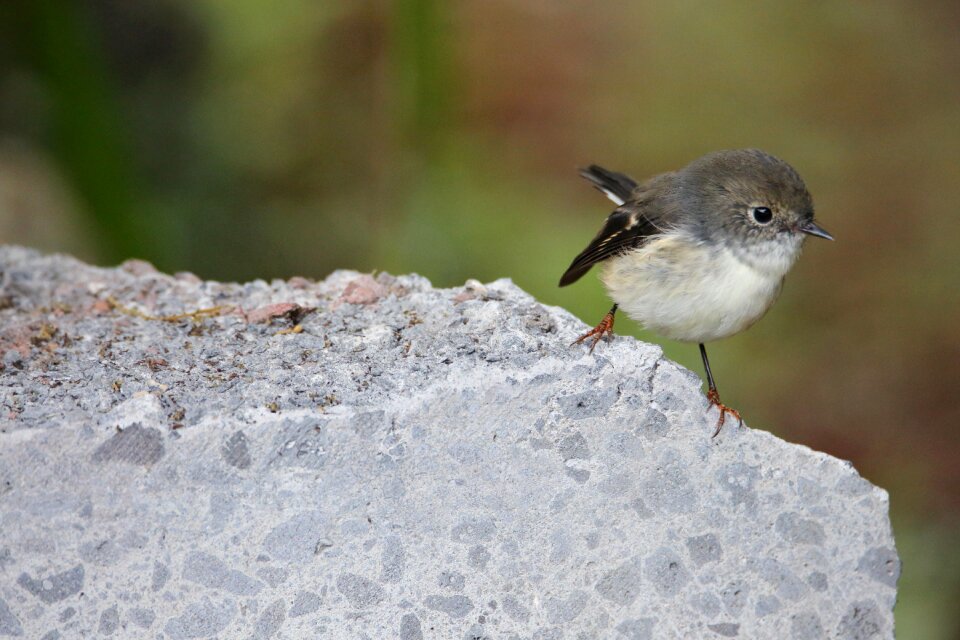 Bird winter little