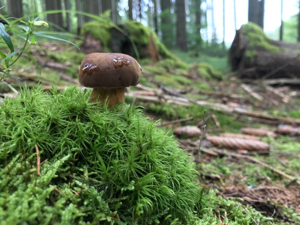 Nature mushroom forest