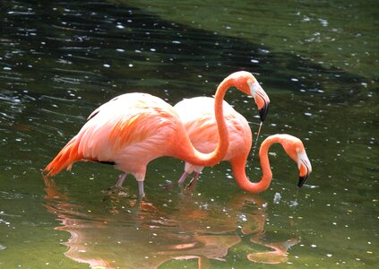Nature beak animal