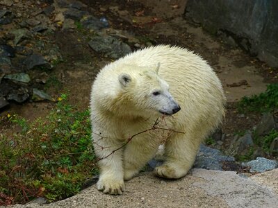 Zoo branch animal