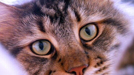 Kitten pet maincoon