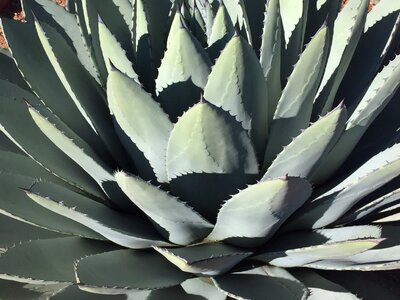 Aloe spine photo