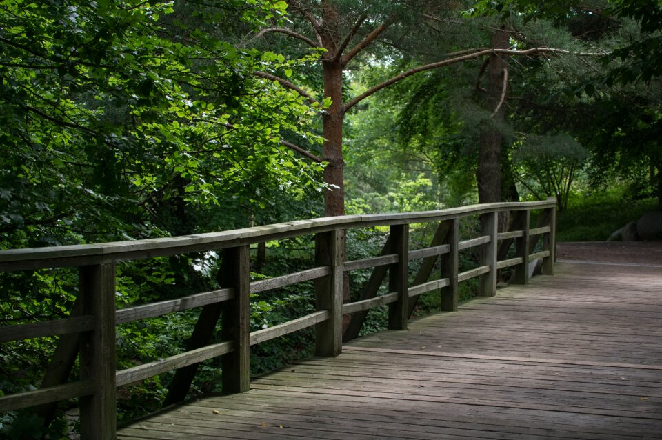 Tree nature landscape