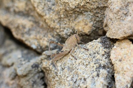 Nature rock grasshopper photo