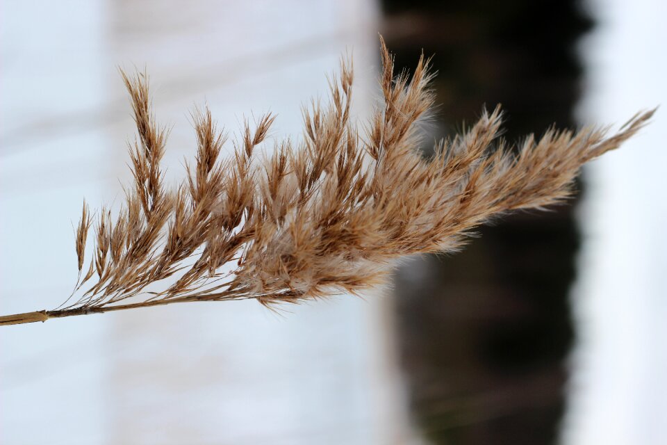 Nature close-up plant