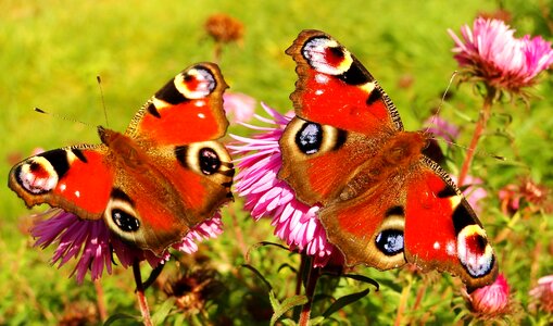 Animals butterflies painted peacock