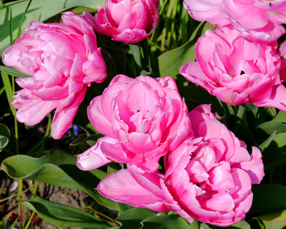 Pink flower plant