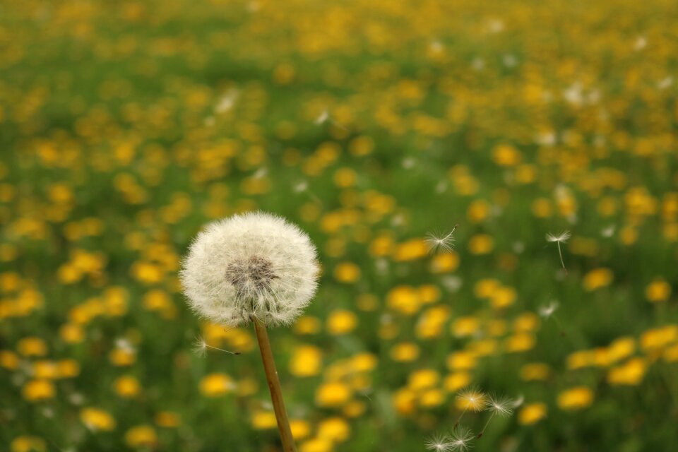 Flower summer bloom photo