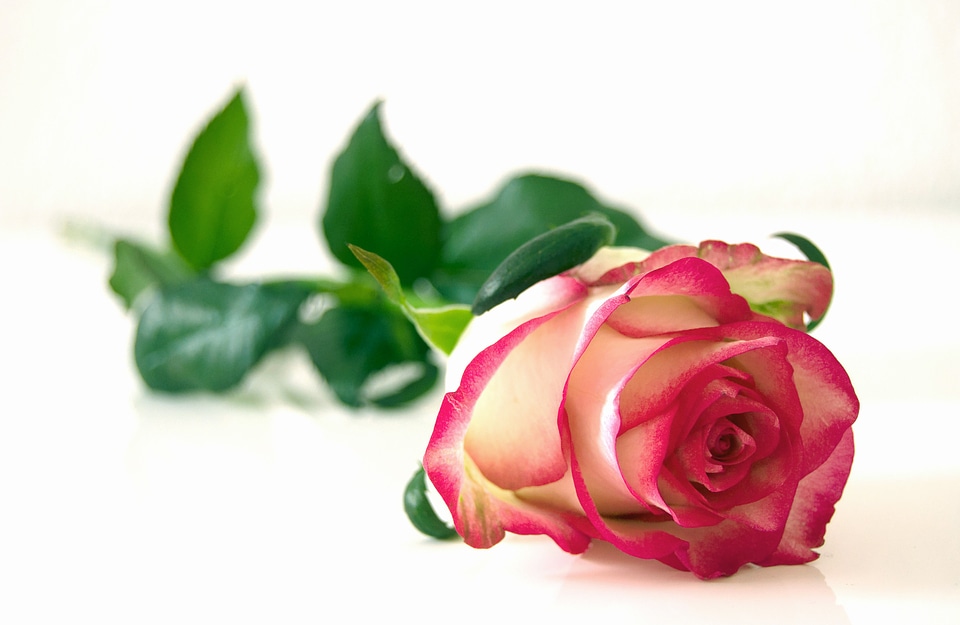 Bloom beauty romantic
