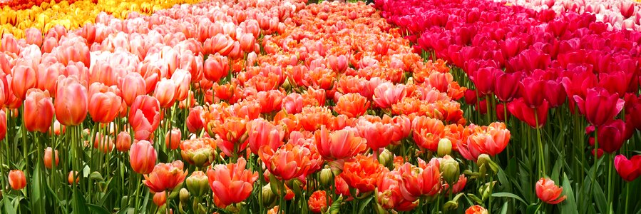 Color garden tulips