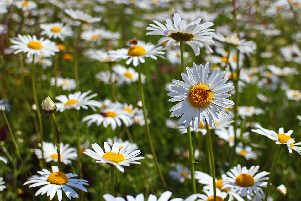Bloom white wild flowers