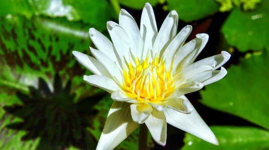 Water plant flower