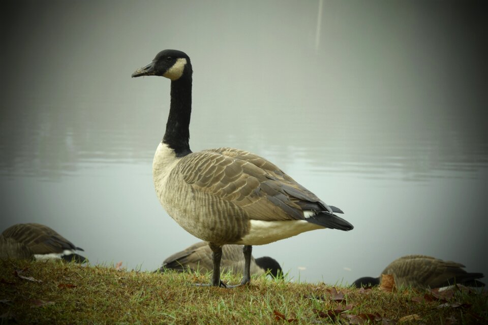 Lake wildlife goose