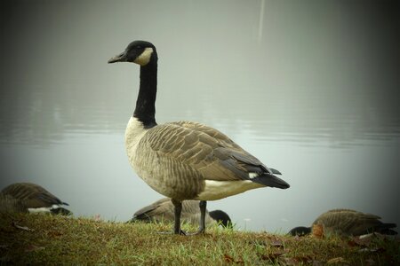 Lake wildlife goose photo