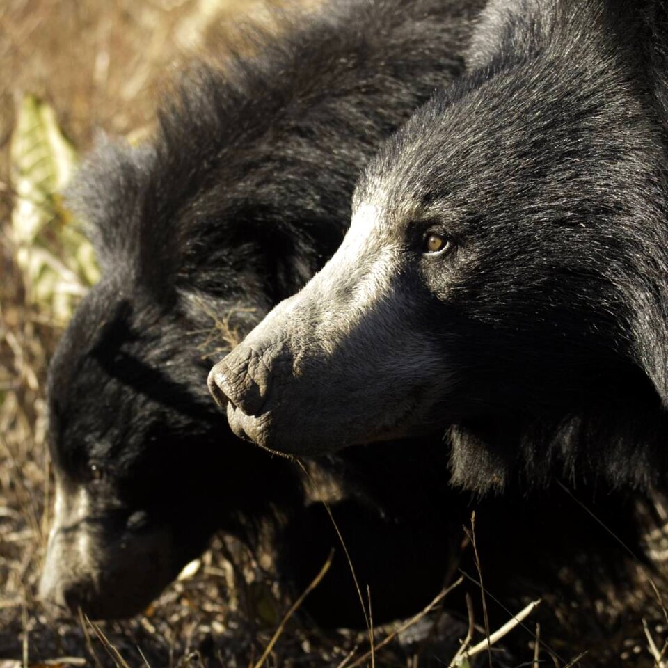 Portrait canine omnivore