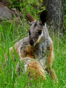 Animal cute animals