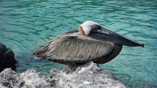 Wild life sea ocean photo