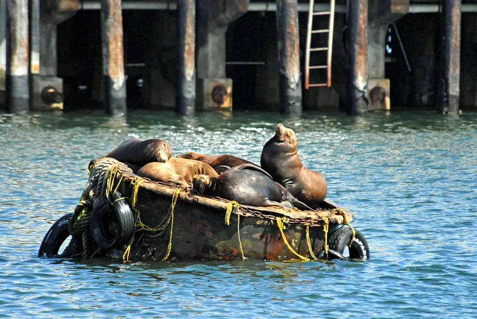 Harbor bay water