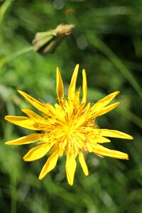 Flower grass blossom photo