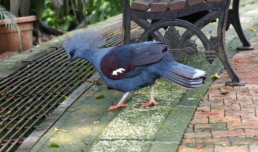 Animal park pigeon