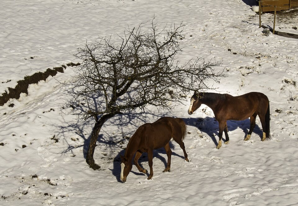 Snow nature outdoor