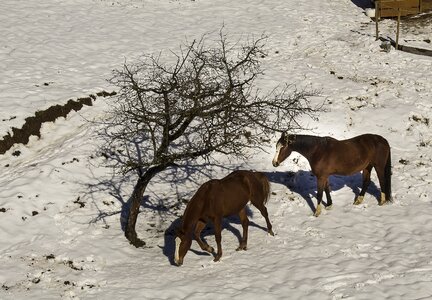 Snow nature outdoor