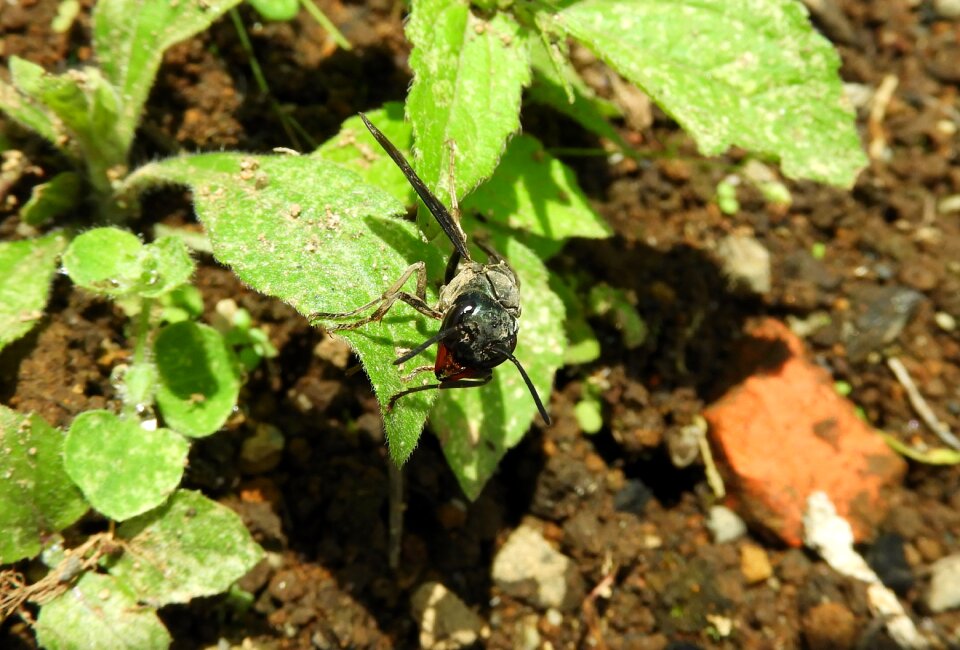 Insect leaf small