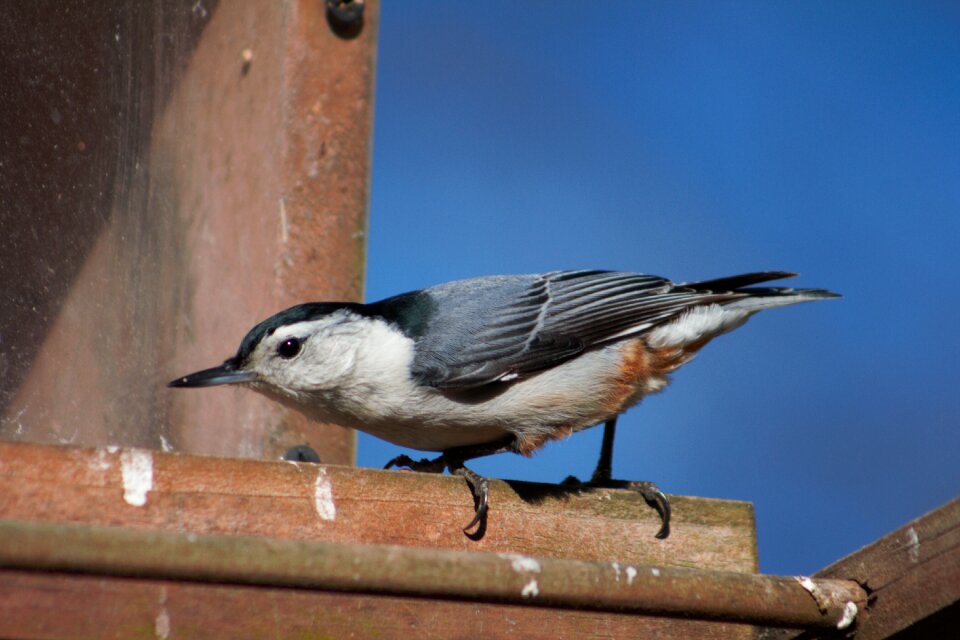 Nature white-breasted nuthatch