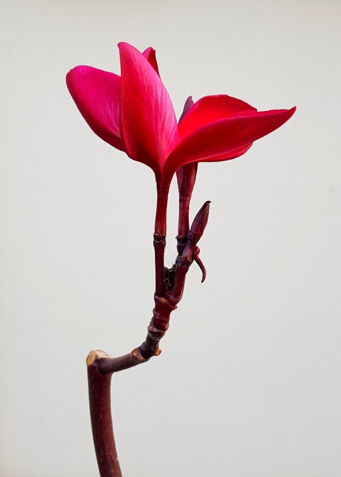 Frangipani red petal photo