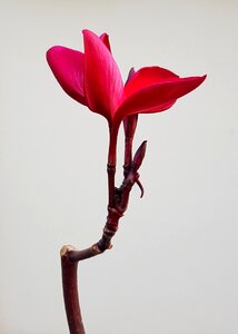 Frangipani red petal