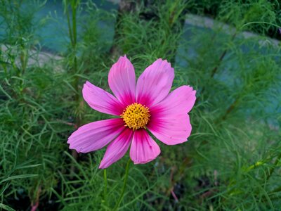 Flora grass cosmos flower photo