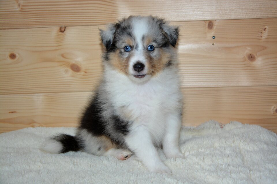 Dog shetland sheepdog blue eyes color blue merle