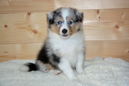 Dog shetland sheepdog blue eyes color blue merle photo